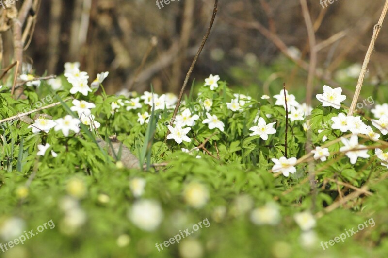 Anemones Forest Spring Nature Free Photos