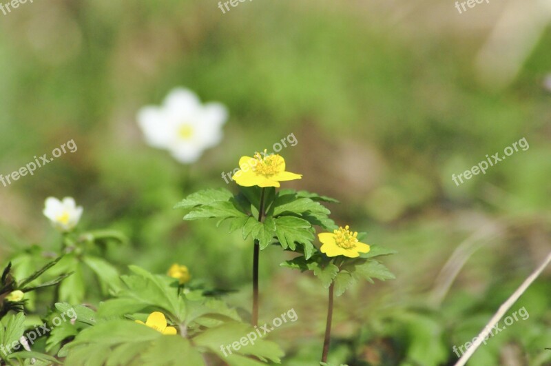 Anemone Green Flowers Wild Flowers Spring