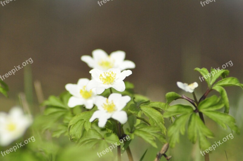 Spring Anemone Green Nature Free Photos