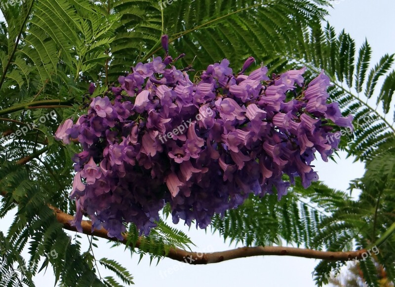 Jacaranda Mimosifolia Flowers Jacaranda Blue Jacaranda Black Poui