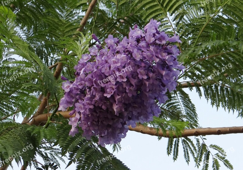 Jacaranda Mimosifolia Flowers Jacaranda Blue Jacaranda Black Poui