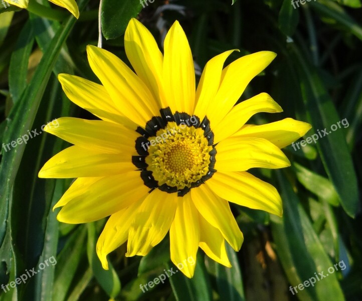 Gazania Gazania Rigens Asteraceae Flower Yellow Flower