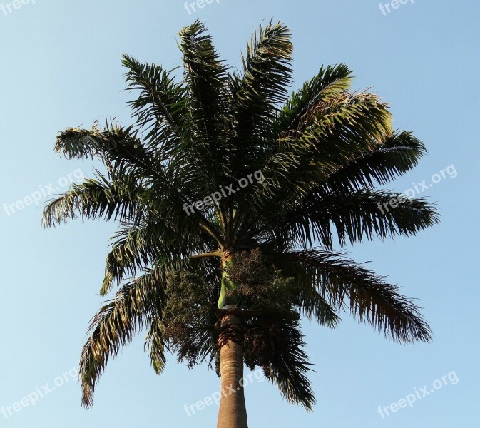 Royal Palm Palm Roystonea Regia Arecaceae Tree