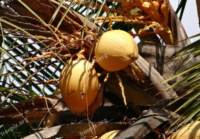 Coconuts Malayan Cocos Nucifera Coconut Tree Coconut Shell