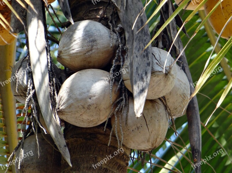 Coconuts Tree-dried Cocos Nucifera Coconut Tree Coconut Shell