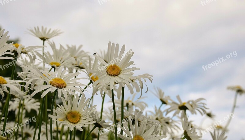 Daisy Flower Spring Marguerite Plant