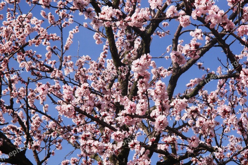 Spring Flowers Branches Pink Flower Free Photos