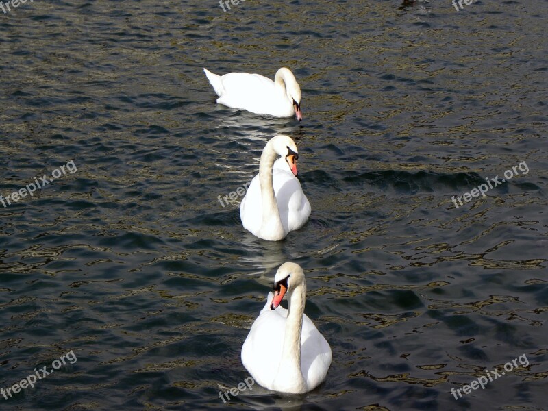 Swans Lake Water Zurich Free Photos