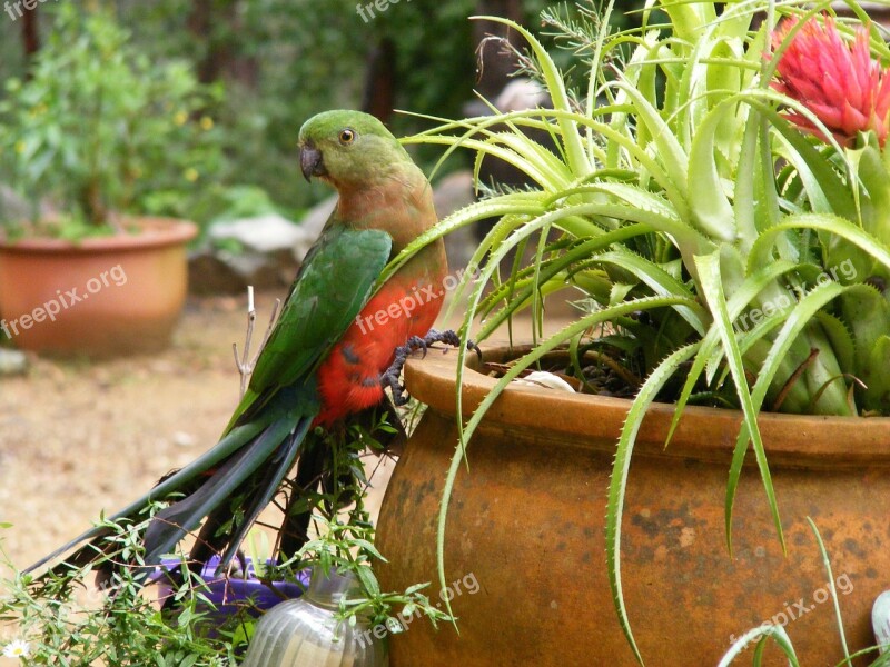 Parakeet Bird Lorikeet Parrot Lori