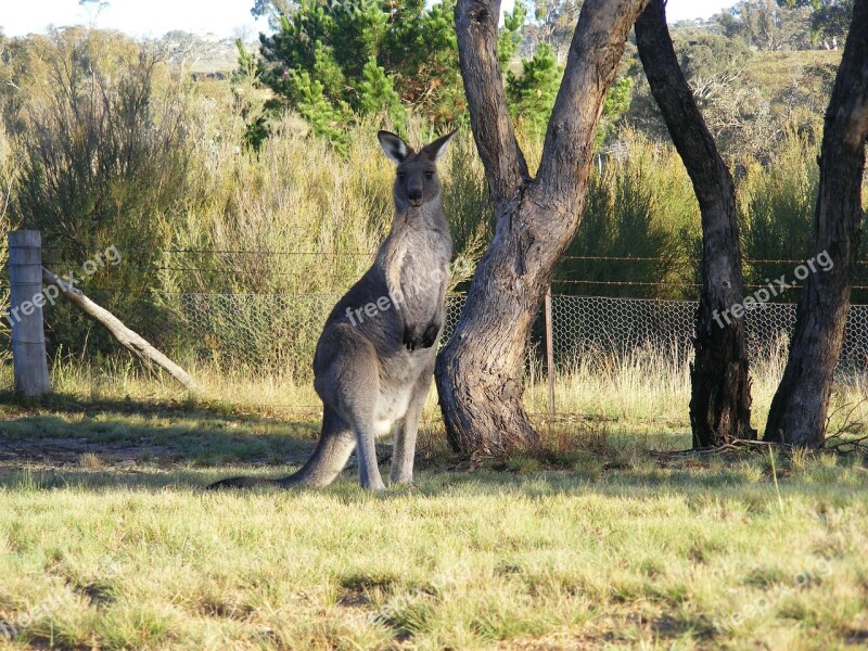 Kangaroo Canberra Skipy Free Photos