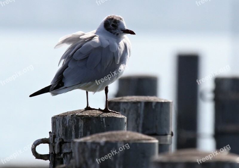 Gull Bird Sitting Lake Lake Constance