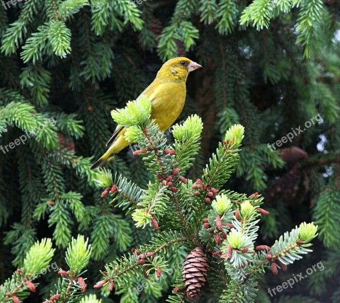 Bird Bill Yellow Animal Nature