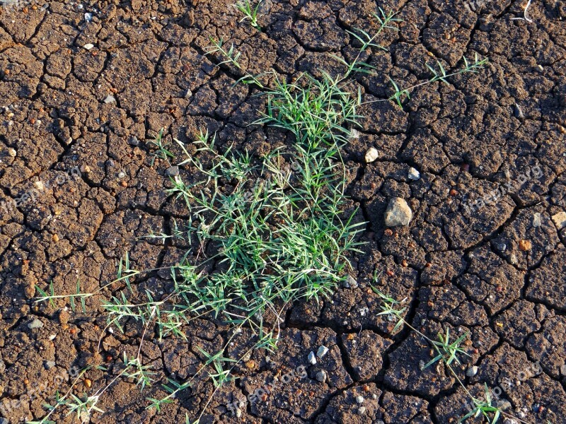 Cynodon Dactylon Durva Grass Doob Grass Sacred Grass Durvadalam