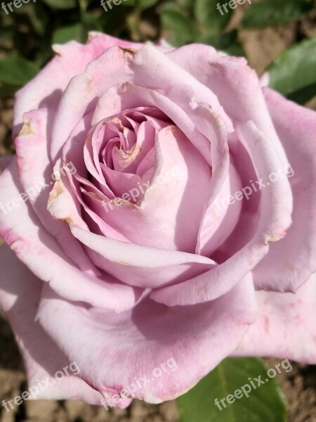 Summer Rose Flowers Garden Macro