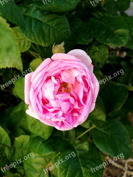 Summer Rose Flowers Garden Macro