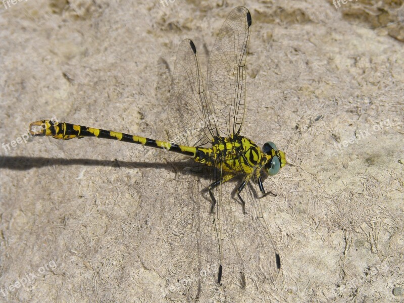 Dragonfly Dragonfly Tiger Onychogomphus Forcipatus Tallanassos Petit Free Photos