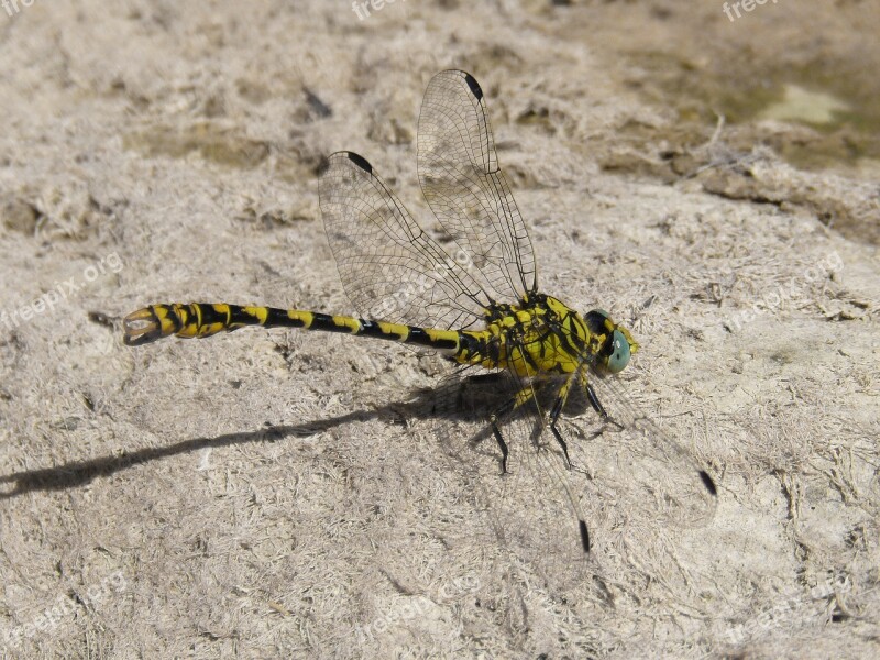 Dragonfly Dragonfly Tiger Onychogomphus Forcipatus Tallanassos Petit Free Photos