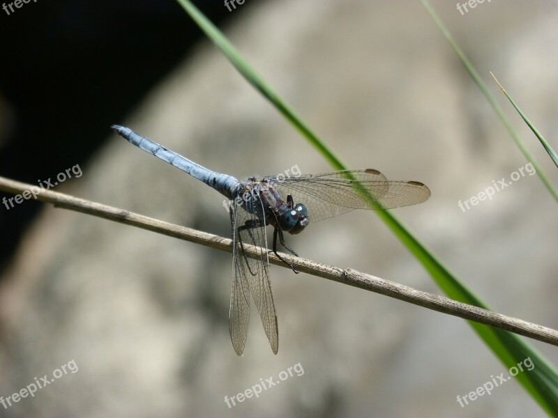 Dragonfly Orthetrum Brunneum Blue Dragonfly Parot Pruïnos Pond