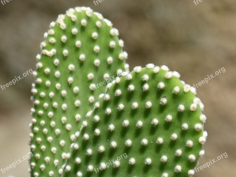 Cactus Skewers Thorns Detail Free Photos