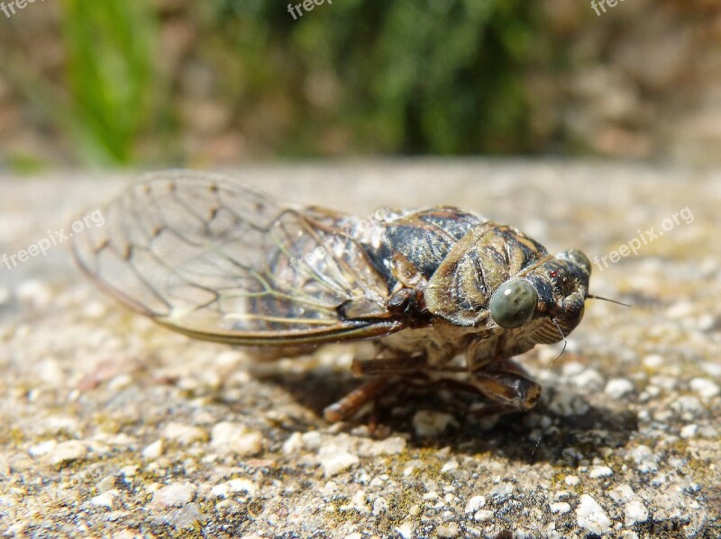 Cicada I Cicádido Crayfish Summer Cri-cri Insect