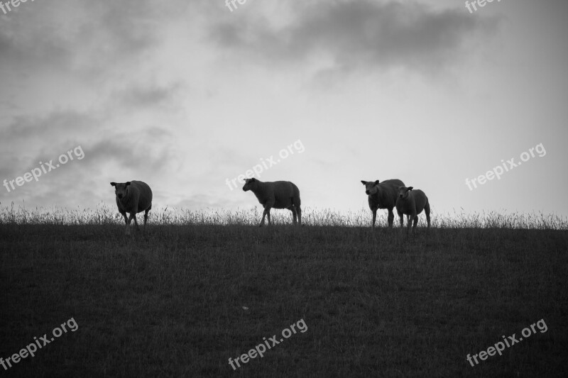 Sheep Zeedijk Friesland Wad Lamb