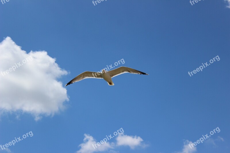 The Seagull Flight Heaven Bird Flying