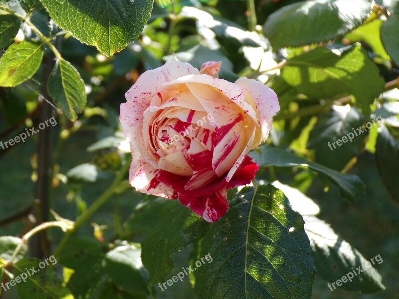 Pink Plant Garden Flower Rosebush