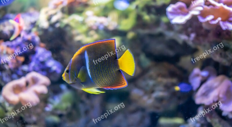 Tropical Fish Underwater Exotic Aquatic Nature