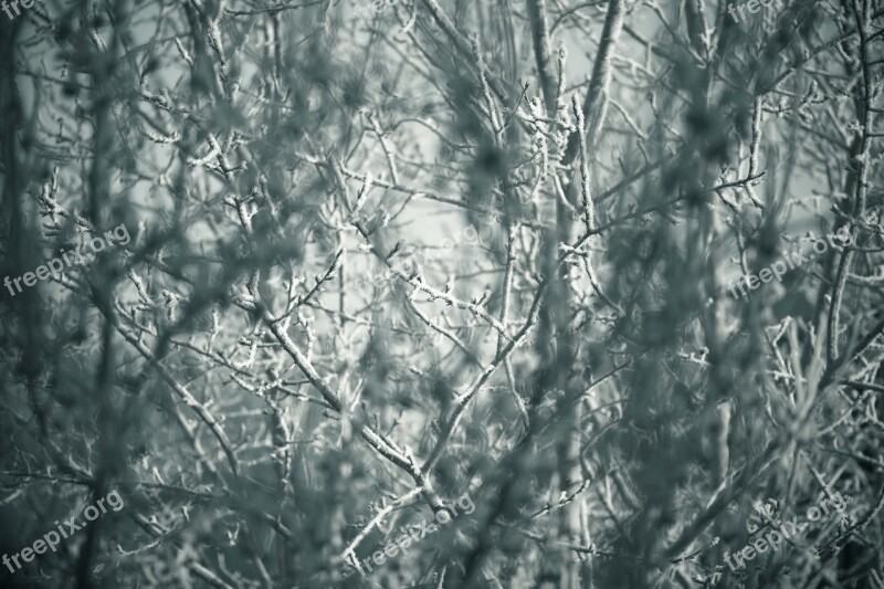 Trees Winter Greyness Snow Nature