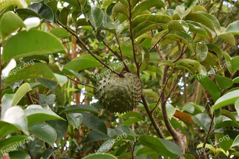 Colombia Fruit Guanabana Free Photos