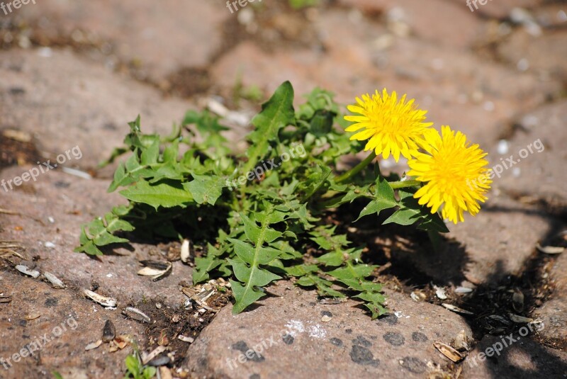 Dandelion Paving Stones Flower Plant Stones