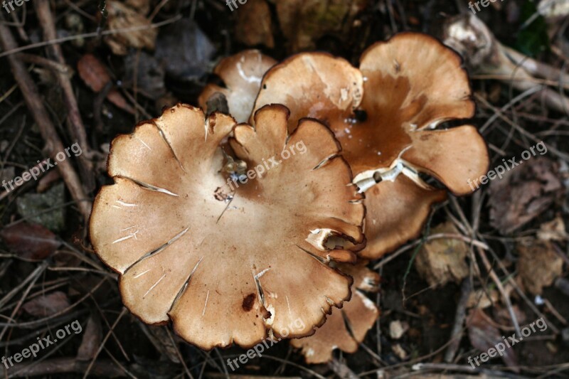 Mushroom Brown Cup Shaped Free Photos