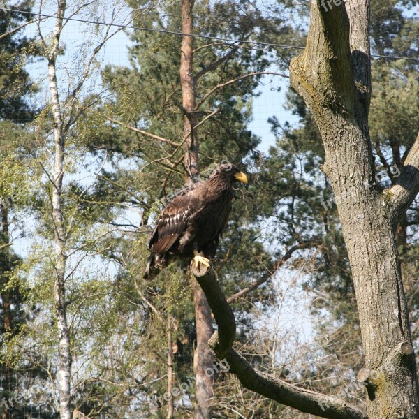 Eagle The Scandinavian Wildlife Park Kolind Aarhus Denmark