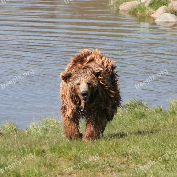 Brown Bear The Scandinavian Wildlife Park Kolind Aarhus Denmark