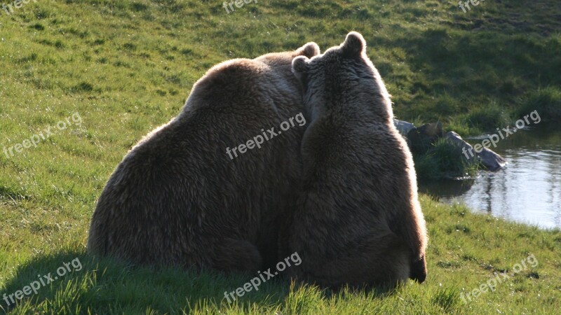 Brown Bears The Scandinavian Wildlife Park Kolind århus Denmark