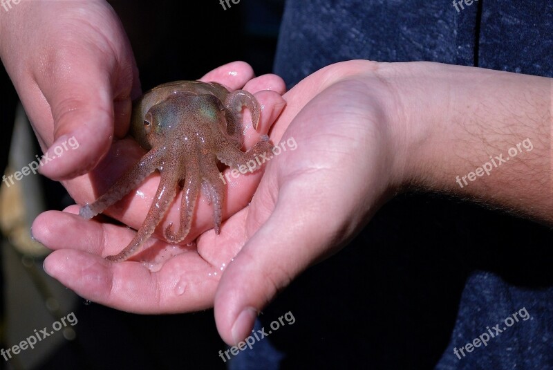 Squid Small Hand Navy Show And Tell