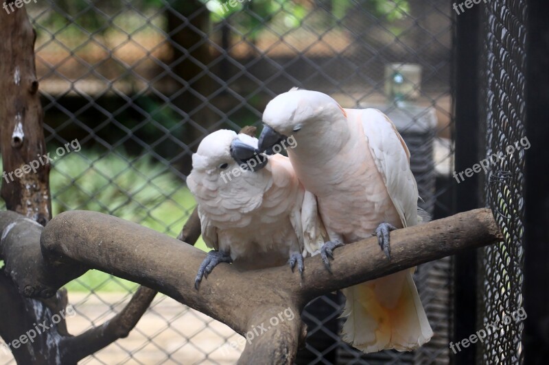 Bird Indonesian White Older Sibling Wildlife