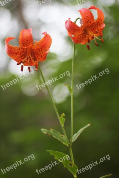 Michigan Lily Tiger Orange Spotted