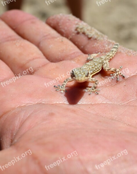 Geko Lizard Hand Nature Free Photos