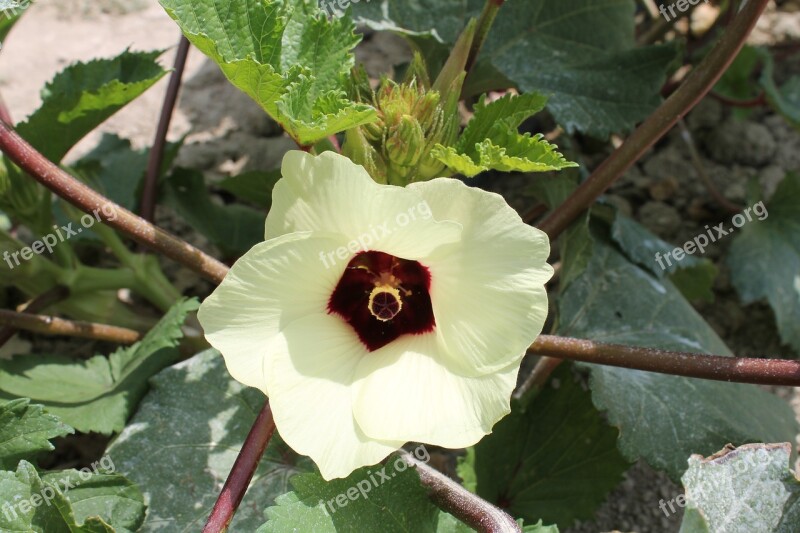 Okra Vegetable Blossom Gardening Free Photos