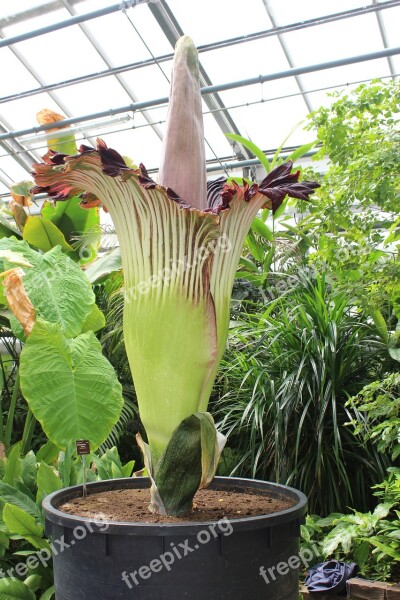 Botanical Garden Bonn Titan Flora Plant