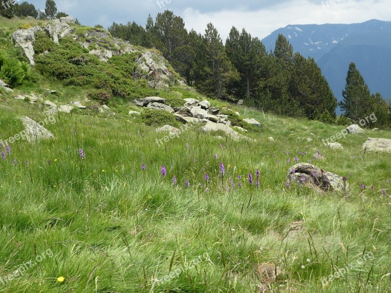 Mountain Flowers Andorra Free Photos