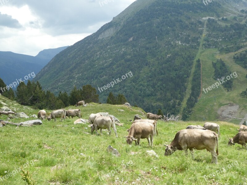 Cows Mountain Andorra Free Photos