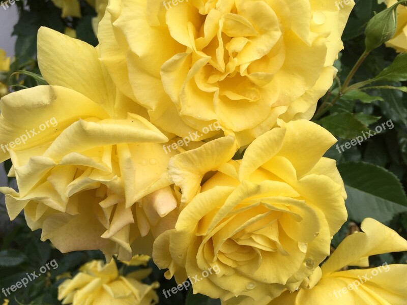 Rose Yellow Fragrance Flower Nature