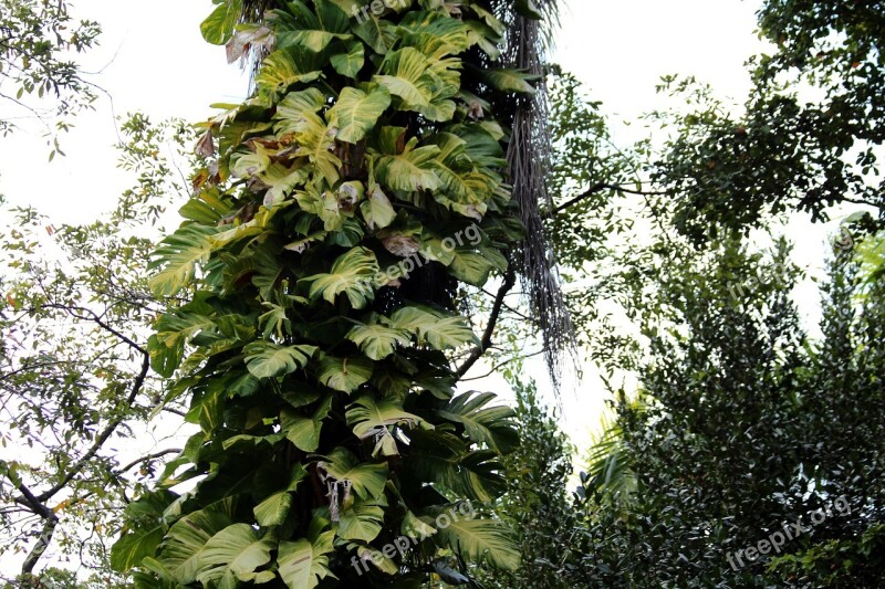 Monstera Vines Pot Flowers Poisonous Plant Plant