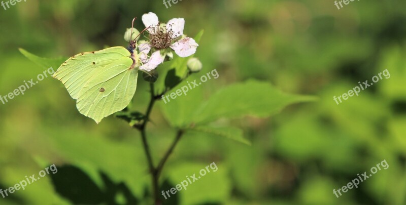 Butterfly Nature Insect Bramble Free Photos