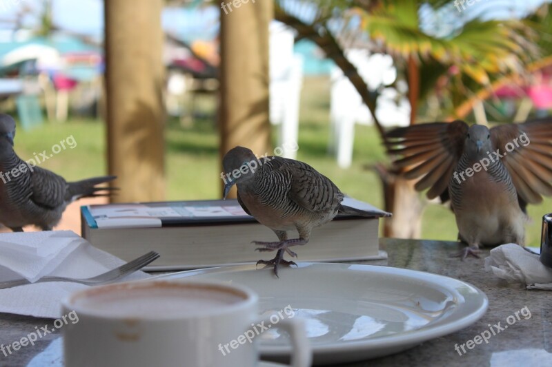 Bird Cheeky Plumage Animal Feather