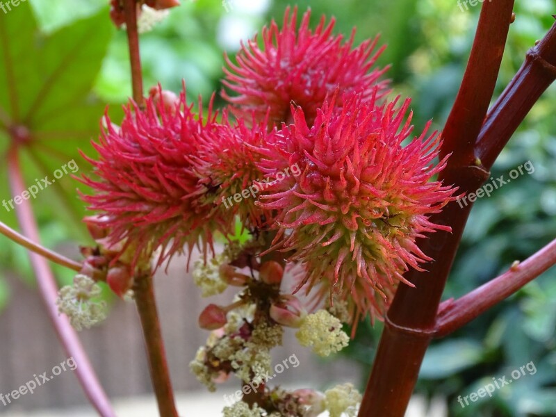 Wonder Tree Castor Oil Plant Ricinus Communis Fingered Leaves Bedding Plant