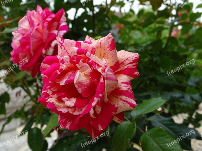 Floribunda Scented Rose Rose Romantic Michel Adam