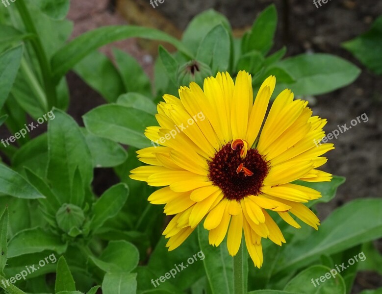 Marigold Summer Flower Edible Blossom Bloom